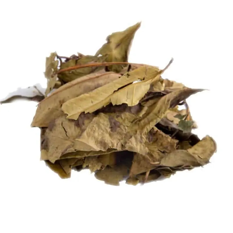 Daun Salam Blad.