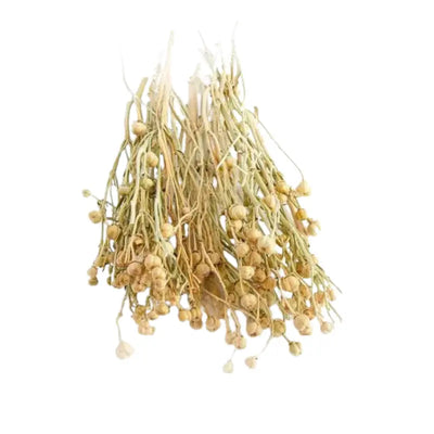 Wijnruit -Uzerlik Otu Tuana Shop